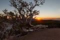 Bristlecone pine tree and sunset