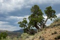 Bristlecone Pine Tree Under Stormy Skies