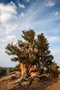 Bristlecone pine in the White Mountains Royalty Free Stock Photo
