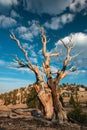 Bristlecone pine in the White Mountains Royalty Free Stock Photo