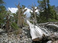 Bristlecone Pines in the Great Basin National Park, Nevada