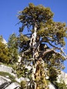 Bristlecone Tree