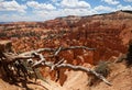 Bristlecone Tree at Bryce Canyon Royalty Free Stock Photo