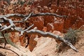 Bristlecone Tree at Bryce Canyon