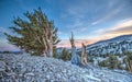 Bristlecone tree clinging to mountainside. Royalty Free Stock Photo