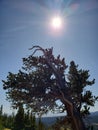 Bristlecone Tree in the Colorado Rocky Mountains