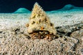 Bristled Hermit Crab in the Red Sea Royalty Free Stock Photo