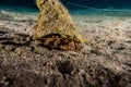 Bristled Hermit Crab in the Red Sea Royalty Free Stock Photo