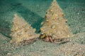 Bristled Hermit Crab in the Red Sea Royalty Free Stock Photo