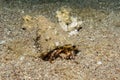 Bristled Hermit Crab in the Red Sea Royalty Free Stock Photo