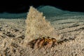 Bristled Hermit Crab in the Red Sea Royalty Free Stock Photo