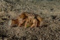 Bristled Hermit Crab in the Red Sea Royalty Free Stock Photo