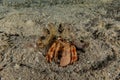 Bristled Hermit Crab in the Red Sea Royalty Free Stock Photo