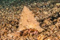 Bristled Hermit Crab in the Red Sea Royalty Free Stock Photo