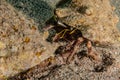 Bristled Hermit Crab in the Red Sea Royalty Free Stock Photo