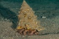 Bristled Hermit Crab in the Red Sea Royalty Free Stock Photo