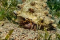 Bristled Hermit Crab in the Red Sea Royalty Free Stock Photo