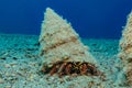 Bristled Hermit Crab in the Red Sea Royalty Free Stock Photo