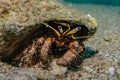 Bristled Hermit Crab in the Red Sea Royalty Free Stock Photo