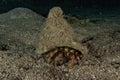 Bristled Hermit Crab in the Red Sea Royalty Free Stock Photo