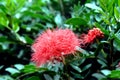 Bristled Petals of Lehua Haole Royalty Free Stock Photo