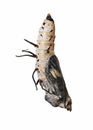 A pupa of the Acraea melanoxantha butterfly isolated on white background. Royalty Free Stock Photo