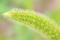 Bristlegrass Royalty Free Stock Photo