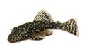 Bristlenose Ancistrus cirrhosus catfish aquarium fish bushynose pleco Royalty Free Stock Photo