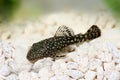 Bristlenose Ancistrus cirrhosus catfish aquarium fish bushynose pleco Royalty Free Stock Photo