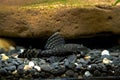 Bristlenose catfish Royalty Free Stock Photo