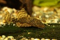 Bristlenose catfish aquarium fish bushynose pleco Royalty Free Stock Photo