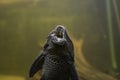 Bristlenose fish Royalty Free Stock Photo