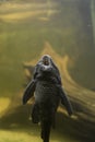 Bristlenose fish Royalty Free Stock Photo