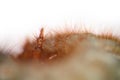 larva of may bug, Ultra macro of head, isolated on white Royalty Free Stock Photo