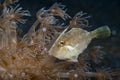 Bristletail Filefish Royalty Free Stock Photo