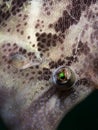 BristleTailed Filefish - Acreichthys tomentosus Royalty Free Stock Photo