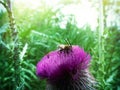 Thistle as a good honey plant and wild bees and bumblebees collect nectar