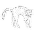 Bristling Cat. Vector Sketch Feline Illustration