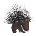 Bristling porcupine