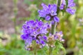 Bristly bellflower, Campanula cervicaria Royalty Free Stock Photo