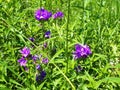 bristly bellflower (Campanula cervicaria Royalty Free Stock Photo