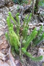 Bristly club-moss or Stiff clubmoss