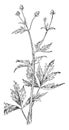 Bristly Crowfoot vintage illustration