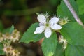 Bristly Dewberry, Rubus hispidus Royalty Free Stock Photo