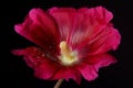 Bristly Hollyhock; Alcea Setosa