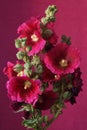 Bristly Hollyhock; Alcea Setosa