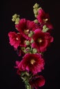 Bristly Hollyhock; Alcea Setosa