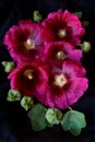 Bristly Hollyhock; Alcea Setosa