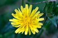 Bristly Oxtongue Helminthotheca echioides