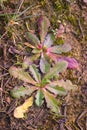 bristly oxtongue (Helminthotheca echioides), edible herb, foraging